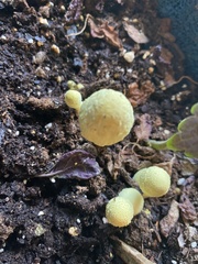 Leucocoprinus birnbaumii