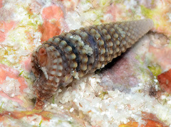 Euthymella