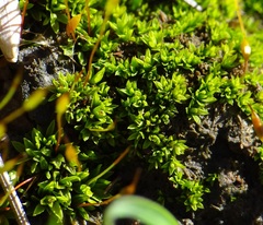 Hennediella heimii