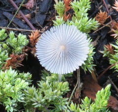 Parasola plicatilis image