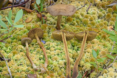 Cortinarius chrysolitus