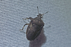 Amaurochrous cinctipes