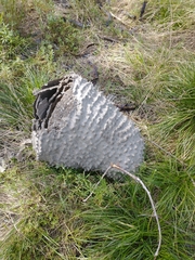 Polybia scutellaris