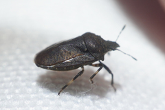 Amaurochrous cinctipes