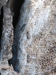 Polybia scutellaris
