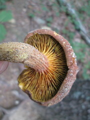 Phylloporus leucomycelinus