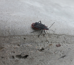Jadera haematoloma