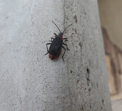 Jadera haematoloma