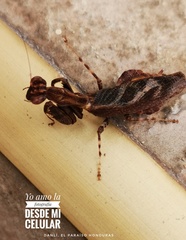 Raptrix