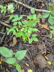 Taenidia integerrima