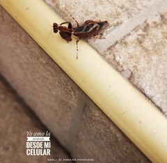 Raptrix