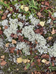 Cladonia