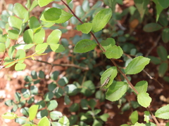 Abracris dilecta