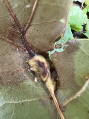 Callirhytis pigra