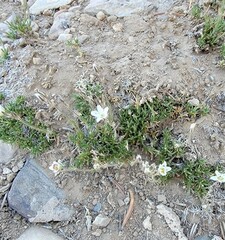 Eremogone kingii compacta