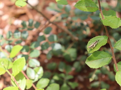 Abracris dilecta