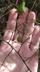 Asparagus umbellatus image