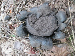 Scleroderma polyrhizum