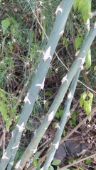 Asparagus umbellatus subsp. lowei image