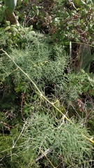 Asparagus umbellatus image