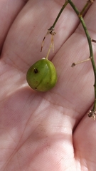 Asparagus umbellatus subsp. lowei image