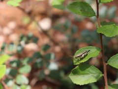 Abracris dilecta