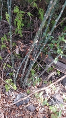 Asparagus umbellatus subsp. lowei image