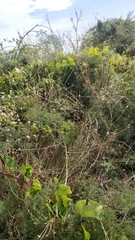 Asparagus umbellatus subsp. lowei image