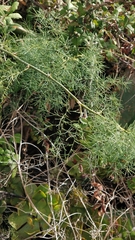 Asparagus umbellatus subsp. lowei image