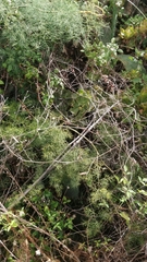 Asparagus umbellatus subsp. lowei image