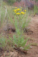 Crepis intermedia