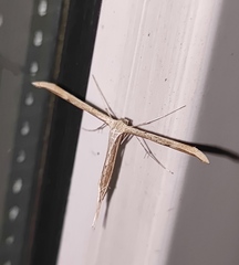 Emmelina monodactyla