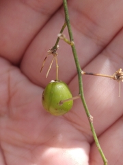 Asparagus umbellatus image