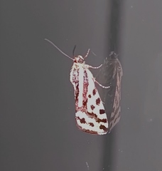 Acontia trabealis