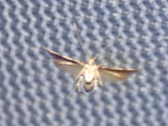 Theisoa constrictella