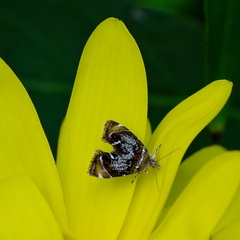 Prochoreutis inflatella