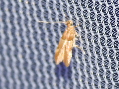 Theisoa constrictella