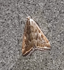 Loxostege sticticalis