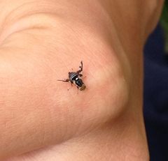 Rhagoletis pomonella