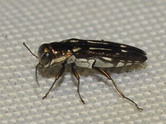 Agrilus scitulus