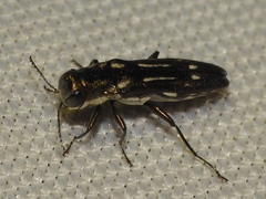 Agrilus scitulus