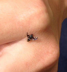 Rhagoletis pomonella