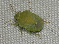 Tepa