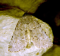 Euxoa fumalis