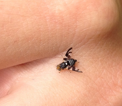 Rhagoletis pomonella