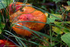 Russula aurea