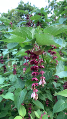 Leycesteria formosa