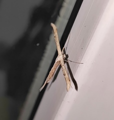 Emmelina monodactyla