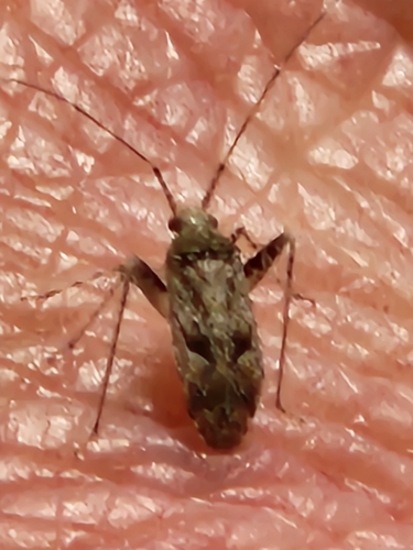 Phytocoris biumbonatus