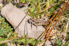 Podisma amedegnatoae